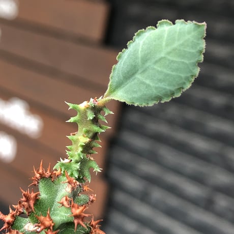 euphorbia magnifica《S size》※現地球株発根済※小振りコンパクトでかわいいながら枝ぶりなど今後の変化も楽しみな一株※black pot植え