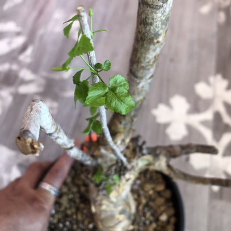commiphora   humbertii《 L size》