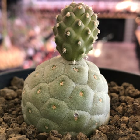 tephrocactus geometricus 《M size》※現地球株カキ仔発根済※①丸々とかわいく綺麗な玉型維持のカキ仔※black bowl pot植え