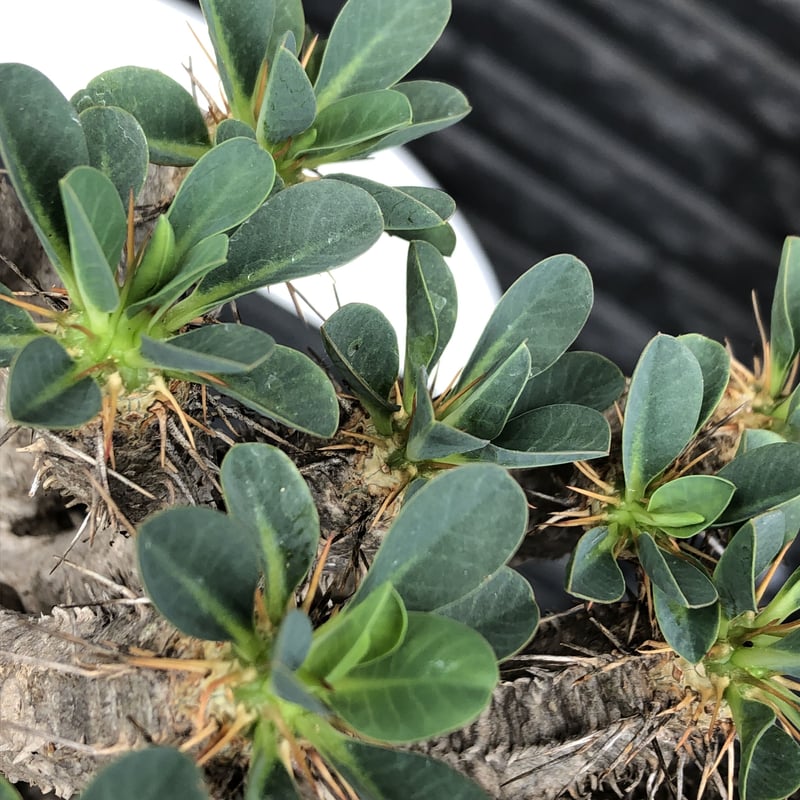 新種【海外実生】ユーフォルビア・エムウィラ/Euphorbia Mwila① 新種