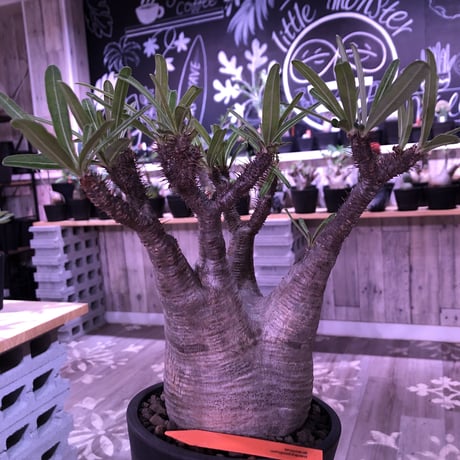 packypodium  gracilius《L size》※現地球株  発根済み株‼︎  （限定1株）ぼってり体型に激しい枝振り‼︎オススメ株‼︎※mad black pot植え