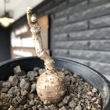 monadenium capitatum《M size 》希少種※現地球株発根済※球体感強く可愛い肌カラーな一株※mad black pot植え