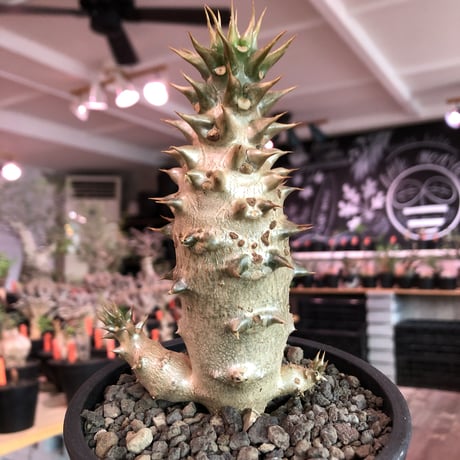 pachypodium  baronii《小さめL size》※激希少‼︎現地球発根済株※現地らしい荒いstuds棘に肌質‼︎確定枝を持ちweight低めな良樹形※mad black pot植え