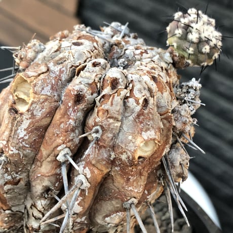 copiapoa cinerea 黒王丸《M size》※現地球発根後店主国内管理21年株※極上‼︎全身から生命力感じる木質ミイラ化した極上株※mad black bowl pot植え