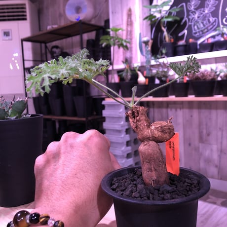 pelargonium  triste《M size》※激しく葉を展開し、冬型の人気者‼︎