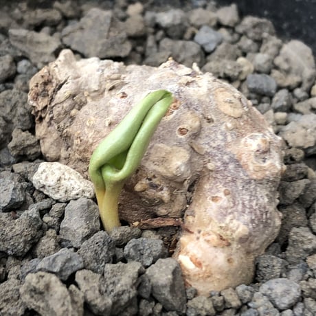 eriospermum cooperi《XL size》驚愕‼︎冬型激希少年代物大株※現地球発根後店主国内管理8年株※大変bigな塊根＆極美しい大きな葉も魅力な一株※mad black pot植え