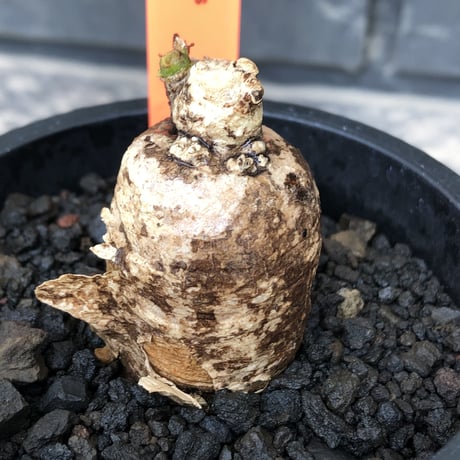 pterodiscus elliottii 《L size》驚愕‼︎激希少種※現地球発根後店主国内管理3年株※綺麗&味深さを併せ持つ大変大きめで希少な一株※mad black pot植え