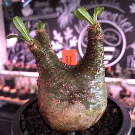 pachypodium  gracilius《小さめM size》希少green肌＆ニ頭枝株※現地球発根済株※店主国内管理2年株※極色もニ頭枝も樹形も三拍子※mad black pot植え