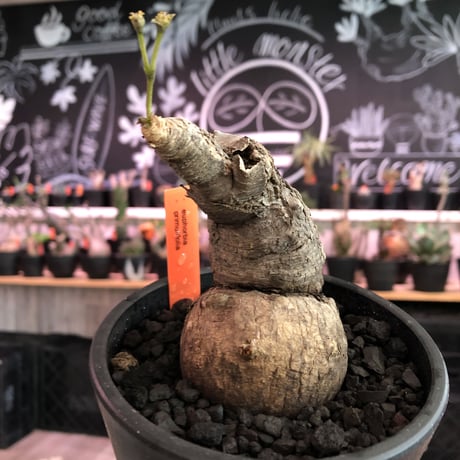 euphorbia subapoda《L Lsize》※肌質も特化しており、エグ過ぎるほどbigなwildスバポダ‼︎驚愕monster株‼︎※mad  black pot植え