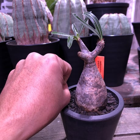 packypodium  gracilius（S size）※現地球発根済み株‼︎  ※恐竜の卵のような表皮color‼︎  ※mad black pot植え