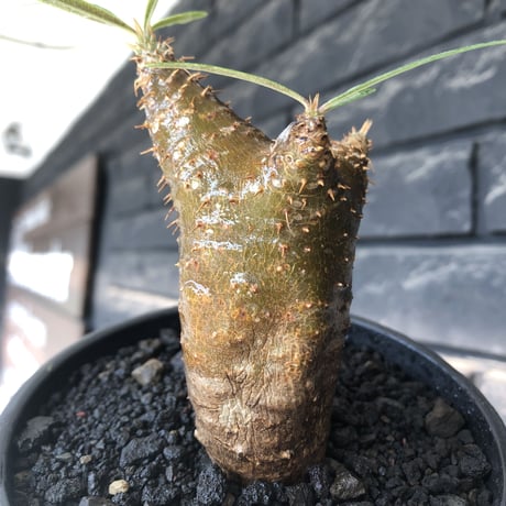 pachypodium gracilius《S size》※希少‼︎green肌&赤棘株※現地球発根後店主国内管理2年株※くっきりしたカラーに赤棘を持つ一株※mad black pot植え