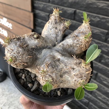 pachypodium  eburneum《L size》※現地球発根後店主国内管理4年株※岩肌質にエブレらしいwildな樹形＆良きサイズ感※mad black bowl pot植え