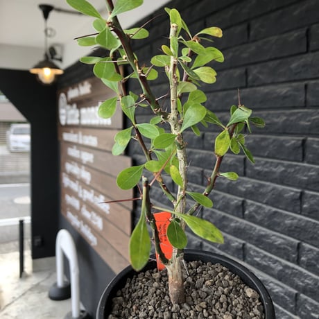 fouquieria  fasciculata《M size》驚愕‼︎激希少種※現地球発根後店主国内管理5年株※株元華奢ですが流通極少な渾身の一株※mad black pot植え