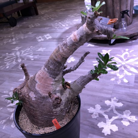 packypodium  saundersii《XXL  size》