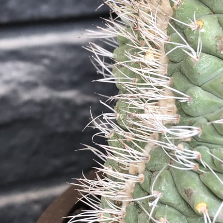 strombocactus 白棘菊水綴化群生《XL size》驚愕激希少‼️現地球発根後店主国内管理17年株※力強く美しい渾身のcollection株※brown marble bowl pot植え