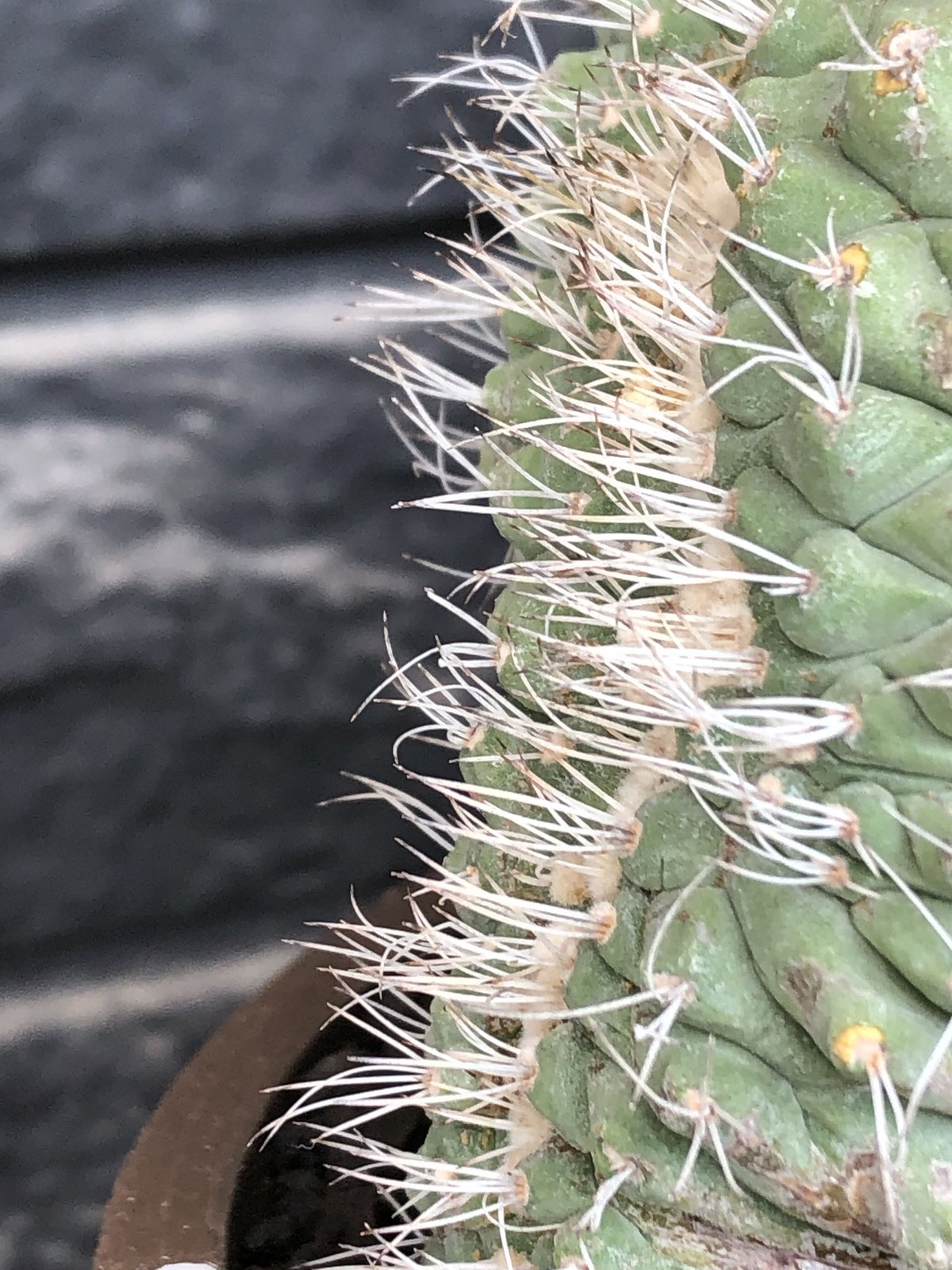 strombocactus 白棘菊水綴化群生《XL size》驚愕激希少‼️現地球