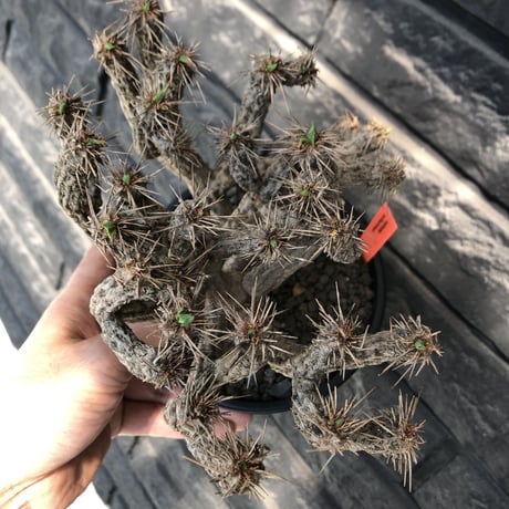 euphorbia  guillauminiana《大きめM size》※現地球発根後店主国内管理4年株※細めの枝ながら枝数多きcompactな躍動株‼︎※mad black pot植え