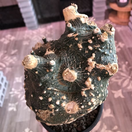 adenia   globosa《L size》※現地球発根済株※大変良きぼってり樹形&立体的なボコボコ肌質も堪らないwildグロボーサ‼︎※mad black pot植え