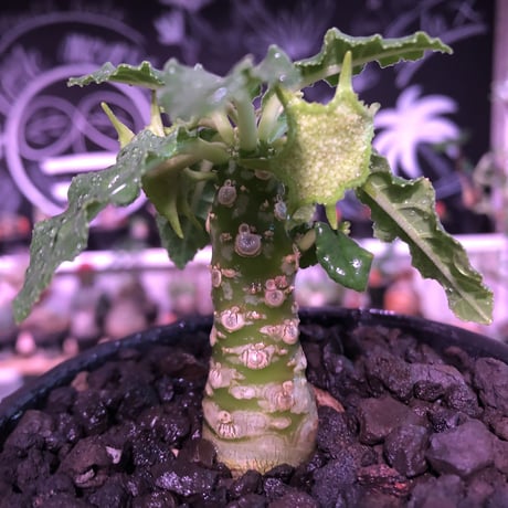 dorstenia   lavrani《M size》※幹幅太く、丈は短いぼってり樹形な希少ラブラニー‼︎※mad  black  bowl pot植え