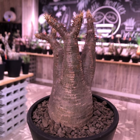 packypodium  gracilius《小さめM  size》※現地球発根済株‼︎※小振りでも王道的樹形のbalance良きグラキ‼︎※mad black pot植え