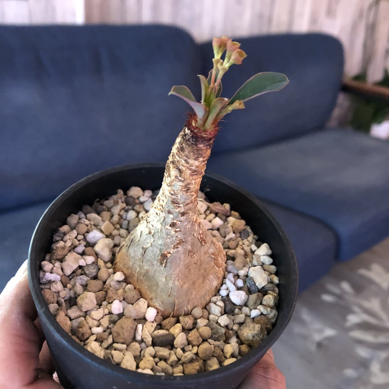 euphorbia ramena | plants holic 