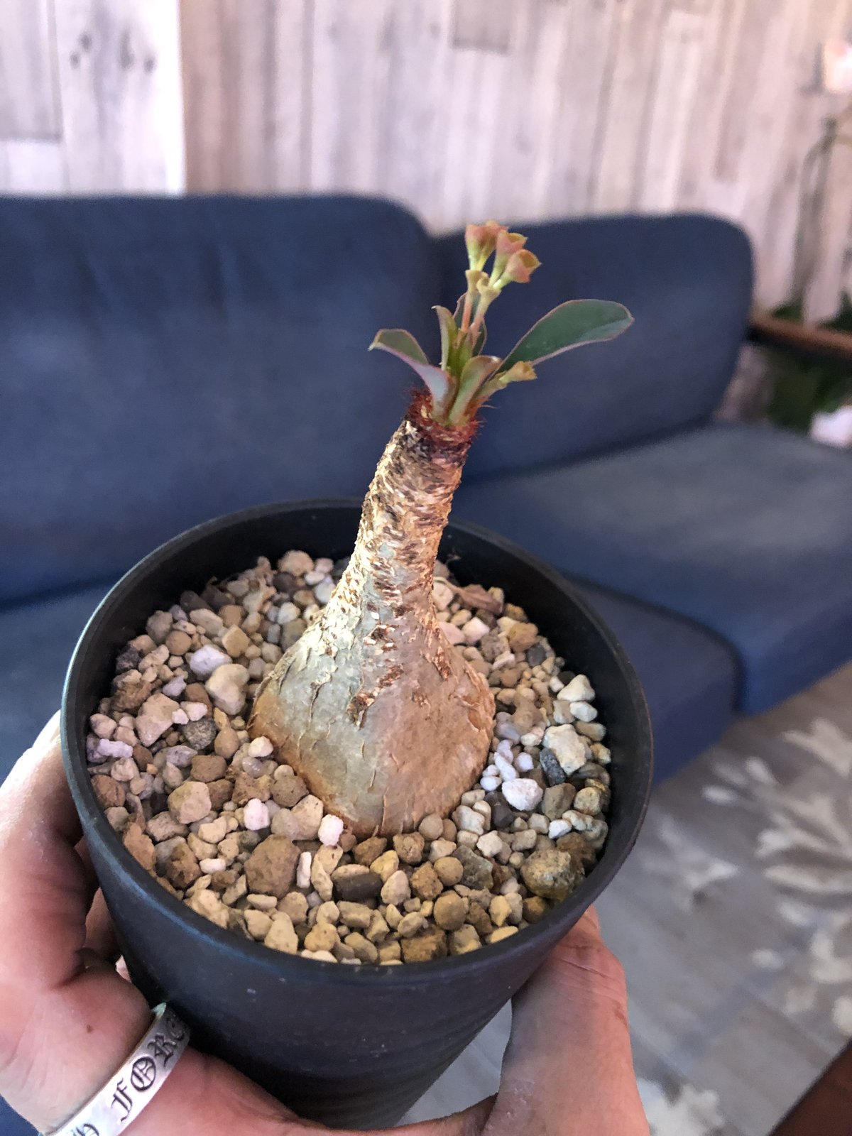 Euphorbia かるい ramena ユーフォルビア ラメナ発根済みB 