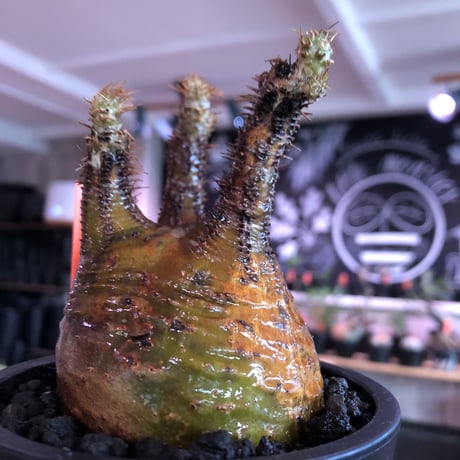 pachypodium  gracilius《M size》サビ加工的表皮※現地球発根済株※店主国内管理3年株※大変渋カッコ良く錆加工みたく荒い装い※mad black pot植え