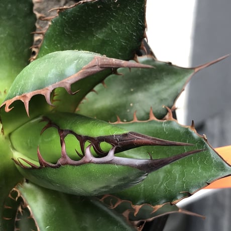 agave  horrida《大きめM size》※発根後店主国内管理2年株※締まり良きbest sizeなホリダ※mad black bowl pot植え