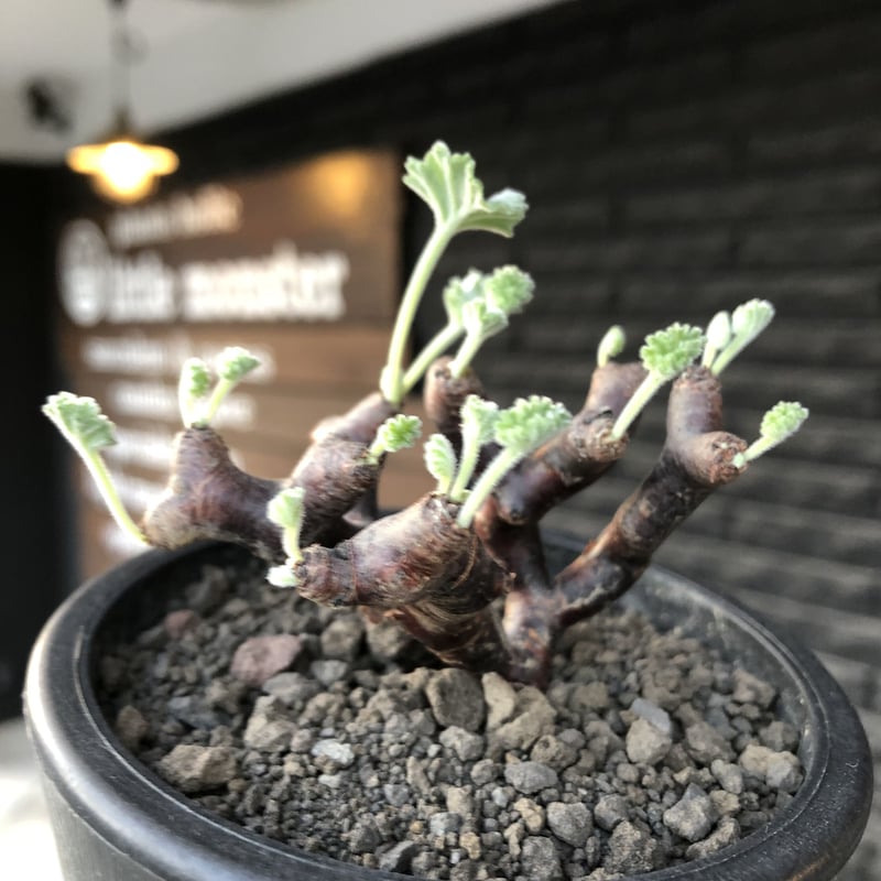 pelargonium mirabile《大きめS size》※現地球店主国内管理4年株