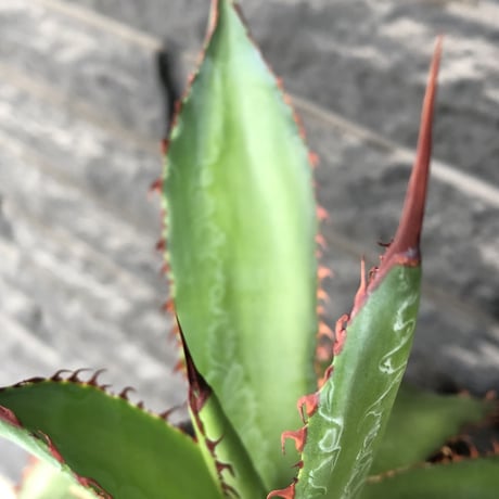 agave  bovicornuta《L  size》※発根済株※赤色の長短のある刺が交互に生える希少性高い美株ボビコルヌータ※mad black pot植え
