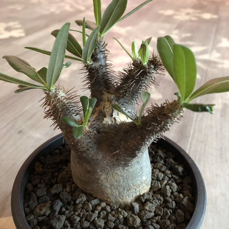packypodium  gracilius 黒肌《M size》  現地球  発根済み株   mad black pot植え