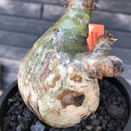 packypodium  gracilius《M size》希少green肌ニ頭枝＆半面現地焼け※現地球発根済株※店主国内管理3年株※interior性高く良き歪感※mad black pot植え
