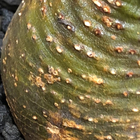 pachypodium gracilius《大きめS size》※現地球株発根済※チャームポイント的現地焼け＆極green肌を兼ね備えた良樹形株‼︎※black bowl pot植え