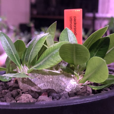 packypodium  eburneum  littmon seed🌱《大きめM  size》※たっぷり水飲み大変偏平ぼってりに育ったエブレ‼︎オススメ株※mad black bowl pot植え