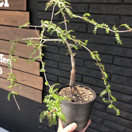 opercullicarya   decaryi  littmon  seed🌱  《7年株》※成長早く長きに渡り管理した幹幅も太く‼︎特化した繊細葉※mad  black  pot植え