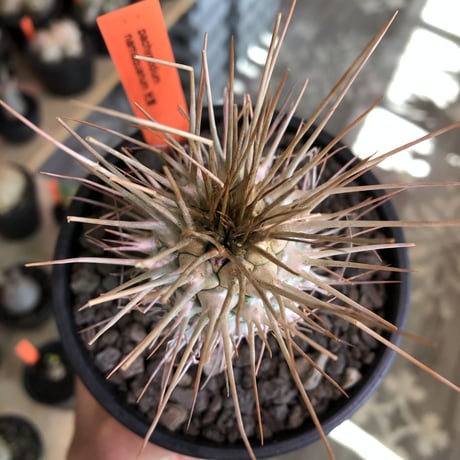 packypodium  namaquanum 光堂《L size》littmon seed🌱※激希少大きめ光堂‼︎時間かけしっかり育てた渾身の一株‼︎※mad  black bowl pot植え
