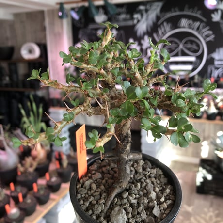 sarcocaulon  vanderietiae《L size》※現地球発根後店主国内管理3年株※希少夏型種‼︎balance良樹形＆味深い極太幹※mad  black  pot植え