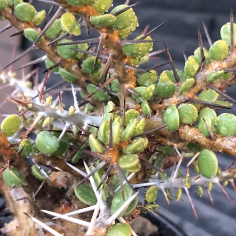 alluaudia comosa《 M size》店主長期作り込み株※現地球発根後店主国内管理6年株※極めて低重心且つ良枝振りの味深くcompactな一株※mad black pot植え