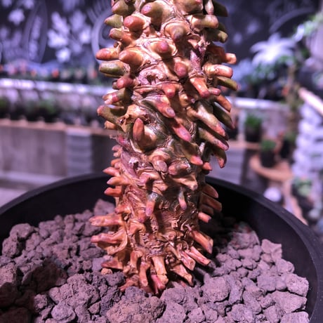 tylecodon  wallichii  和名＝奇峰錦《大きめM size》※大変綺麗且つwildなワリチー※店主管理4年株※ mad black pot植え