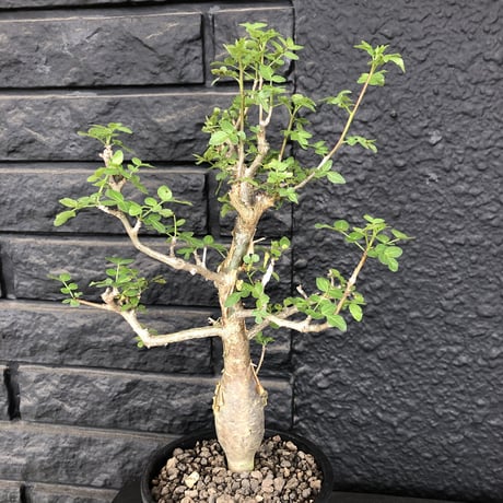 bursera  fagaroides《M size》※現地球発根済※店主管理3年株※成熟しメクれ上がった株元はパキポみたくぼってりしウェイト低い最高balance株※mad black pot植