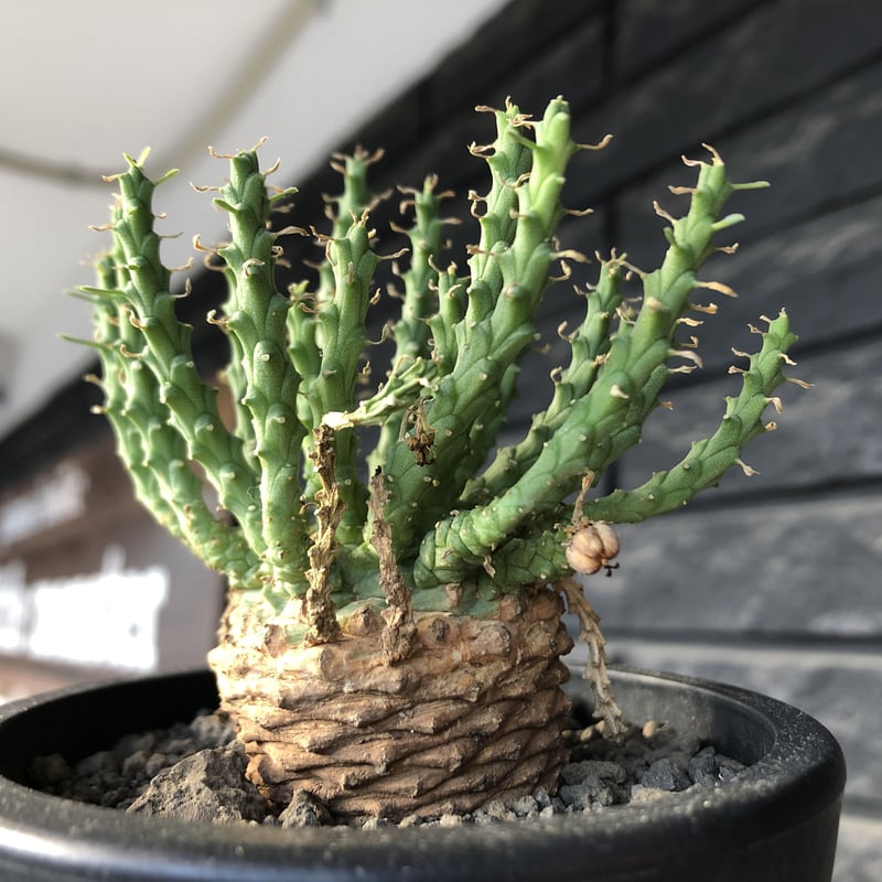 euphorbia gorgonis《M size》※現地球発根後店主国内管理3年株※人気🐙タ