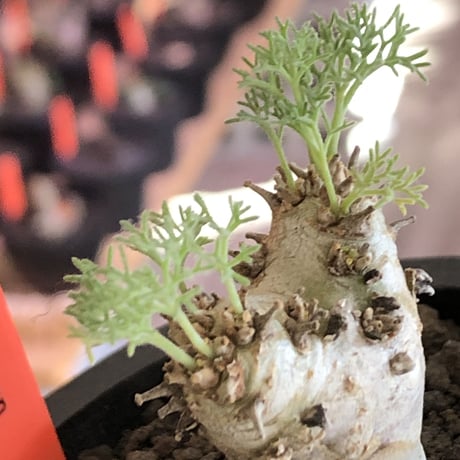 sarcocaulon peniculinum《大きめS size》激希少種※現地球発根後店主国内管理5年株※堪らないほど極白の美しい一株※mad black pot植え
