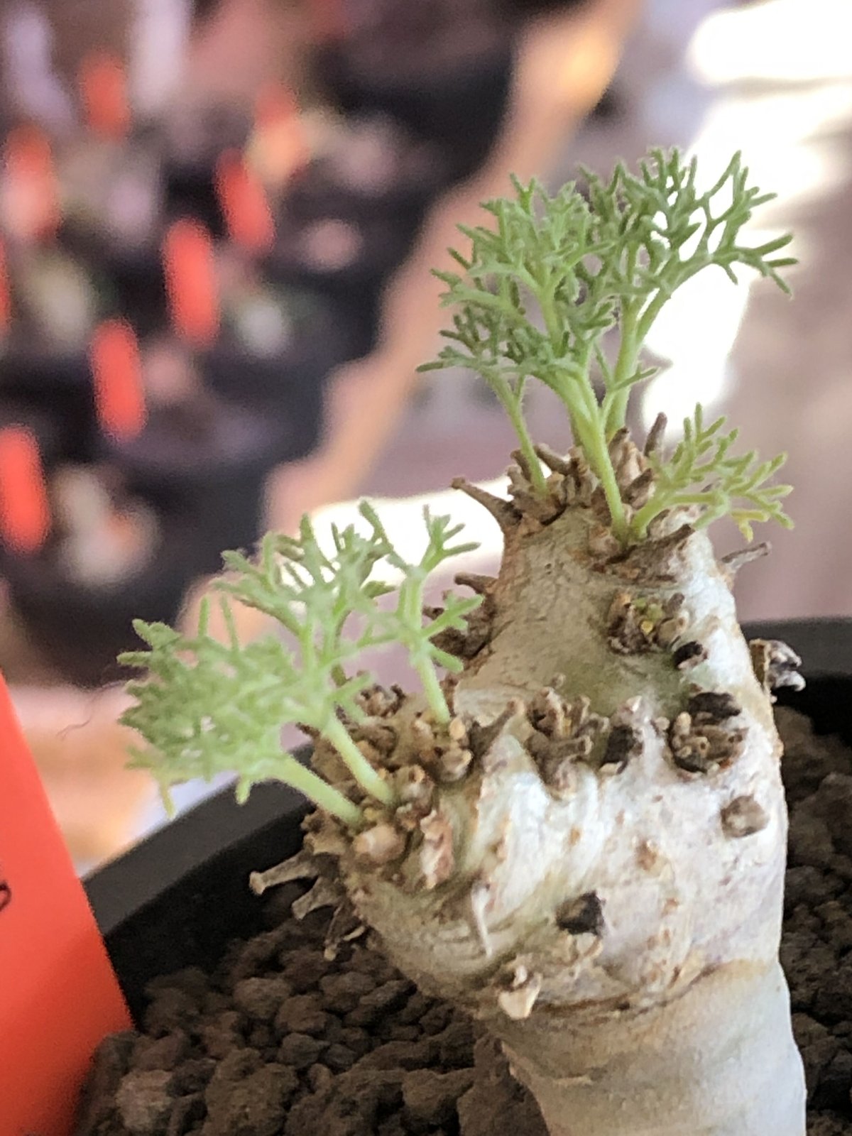 sarcocaulon peniculinum《大きめS size》激希少種※現地球発根後 sarcocaulon peniculinum《大きめS size》激希少種※現地球発根後