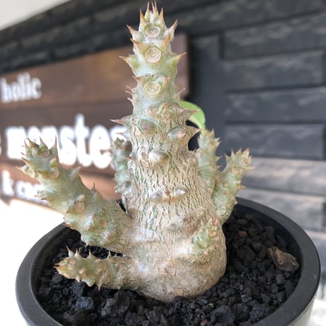 pachypodium windsorii《M size》※選抜littmon seed🌱※weight低き極ぼってり株元&枝振りも◎良樹形※mad black pot植え