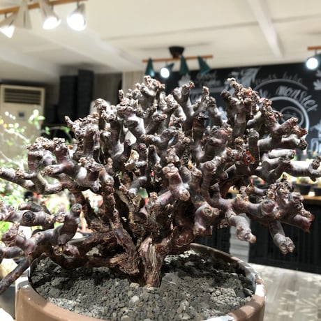 pelargonium  mirabile《XL size》※現地球大株発根済※主幹太く幹上がりで厳つく何より枝振りの密度も最高な一株※brown marble bowl pot植え