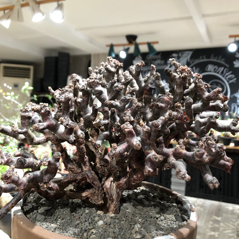 pelargonium mirabile《XL size》※現地球大株発根済※主幹太く幹上が
