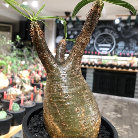 pachypodium gracilius《大きめM size》※現地球株発根済※うっすらgreen肌と生き様感じる株元の傷みも味深く整った樹形の一株‼︎※black pot植え