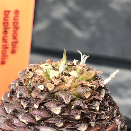 euphorbia bupleurifolia《M size 》※まん丸球体株※現地球発根後店主国内管理5年株※ボコボコ肌にまん丸球体感が堪らない一株※mad black pot植え