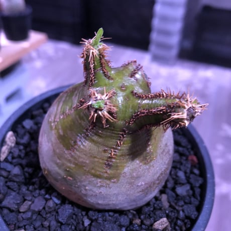 packypodium  gracilius《M size》green肌‼︎驚愕低重心※現地球発根済株※店主国内管理3年株※極短枝で愛くるしいcolorに極ぼってり樹形※mad black pot植え