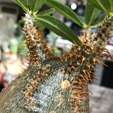 pachypodium makayense《M size》※現地球株発根済※唯一無二！極めてマカイらしからぬぼってり良樹形（green肌）※black pot植え